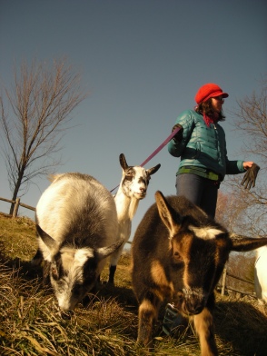 stylish goats
